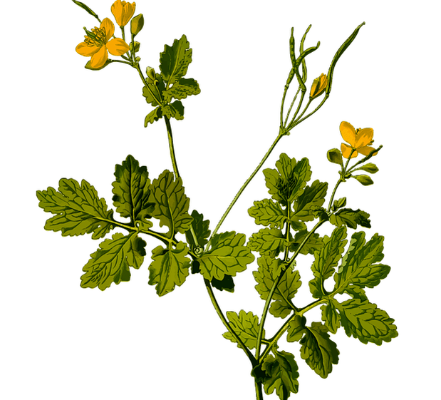 erva para aliviar a dor testicular em homens